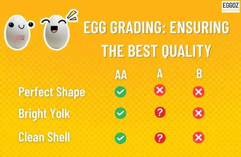 Egg Grading: Ensuring the Best Quality
