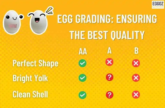 Egg Grading: Ensuring the Best Quality