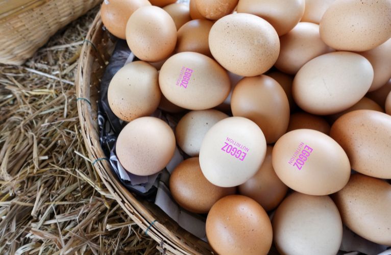 Where Should Eggs Be Stored in Summer: 6 Effective Ways