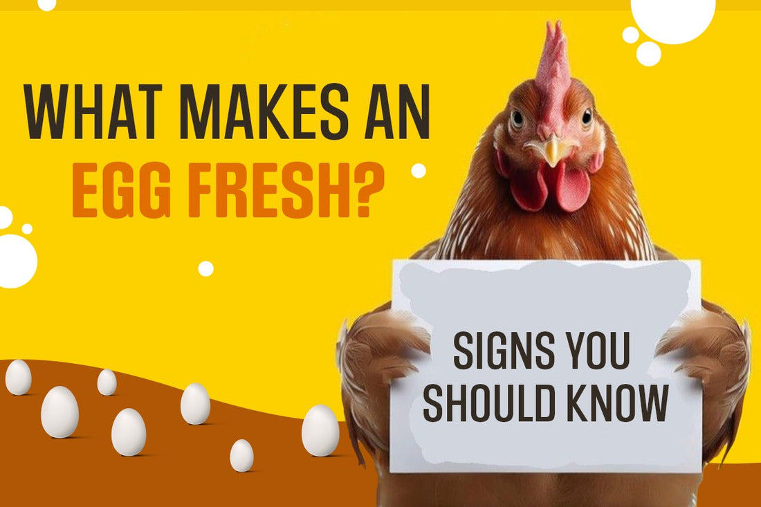 What Makes an Egg Fresh? Signs You Should Know