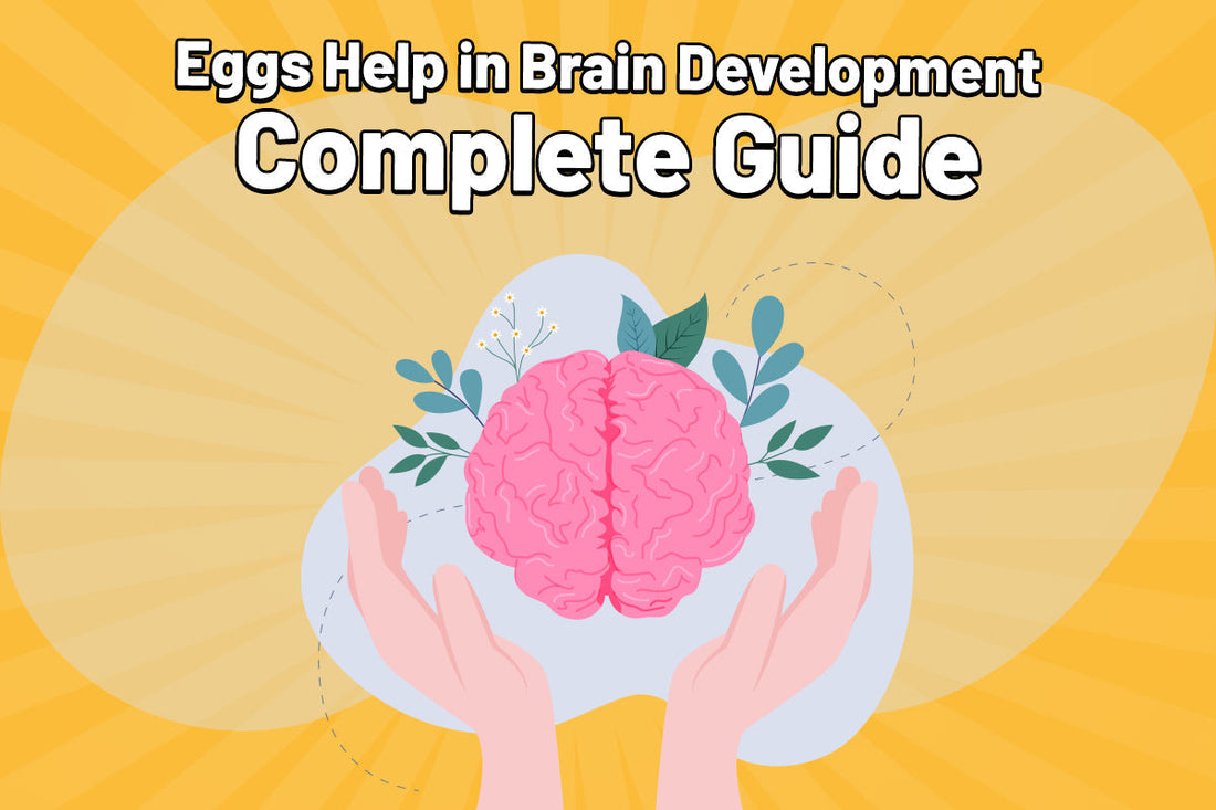 Eggs Help in Brain Development: Complete Guide