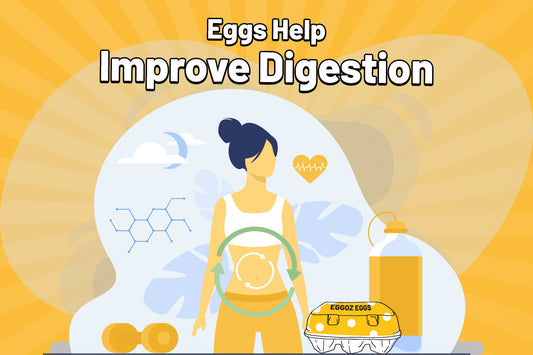 Eggs Help Improve Digestion