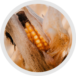 MAIZE