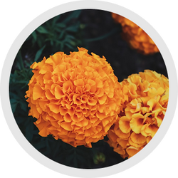 MARIGOLD