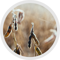 SOYBEAN